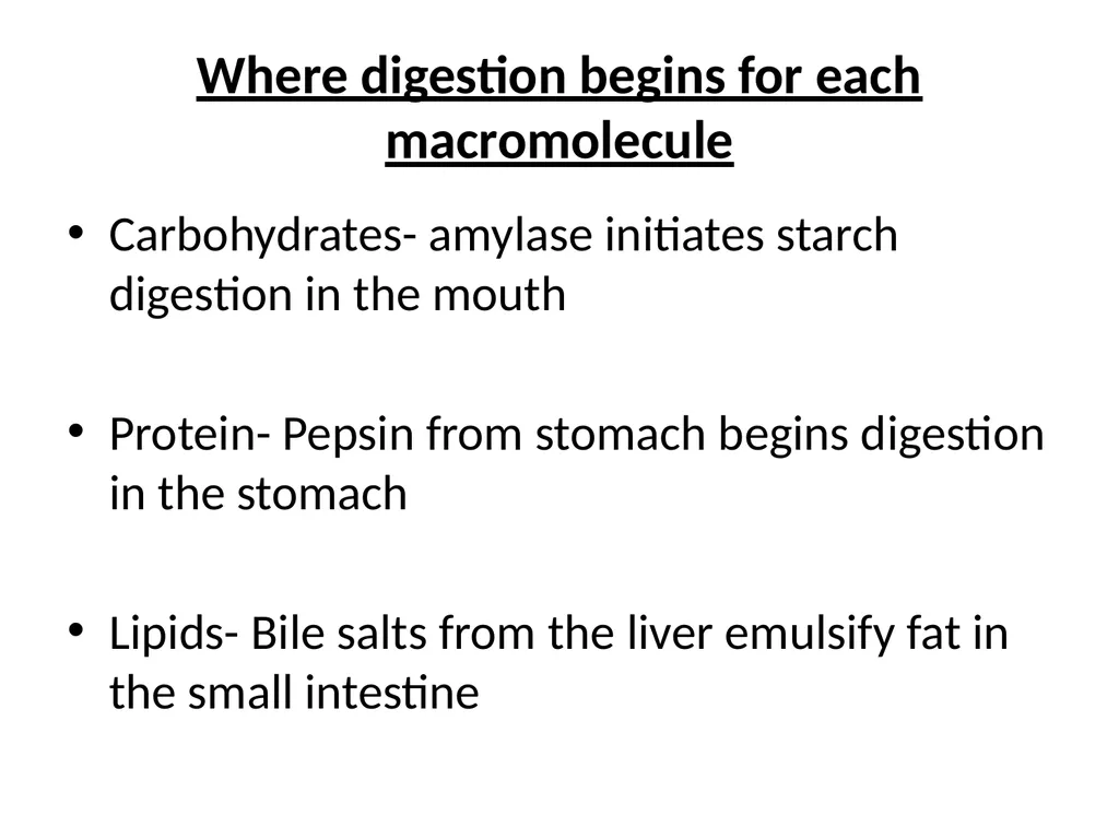 Digestive System How is food used for fuel? - slide 31 of 34