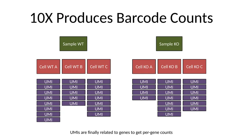 Analysing 10X Single Cell RNA-Seq Data v2026-02 - slide 7 of 33