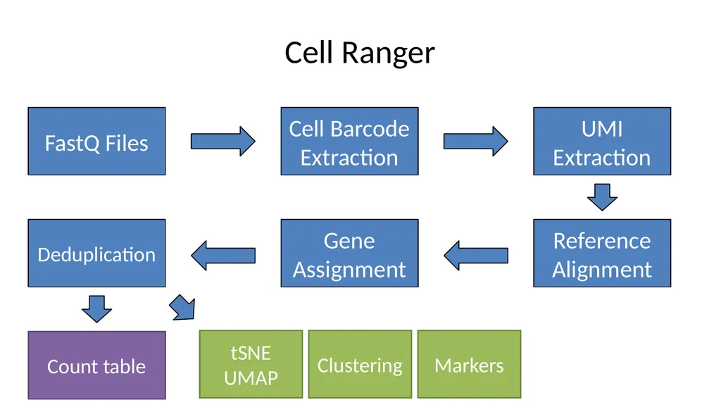 Analysing 10X Single Cell RNA-Seq Data v2026-02 - slide 11 of 33
