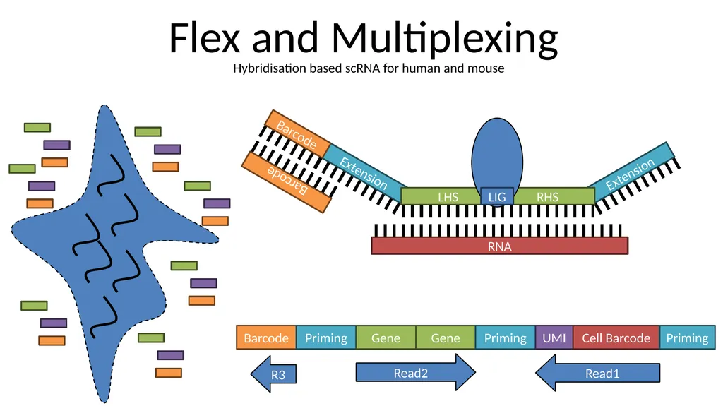 Analysing 10X Single Cell RNA-Seq Data v2026-02 - slide 9 of 33