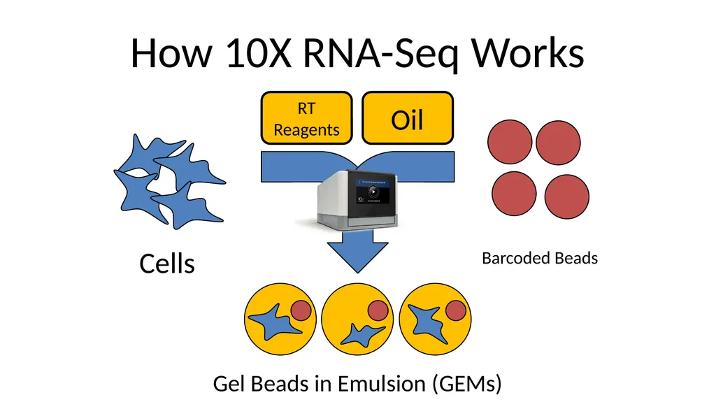 Analysing 10X Single Cell RNA-Seq Data v2026-02 - slide 3 of 33