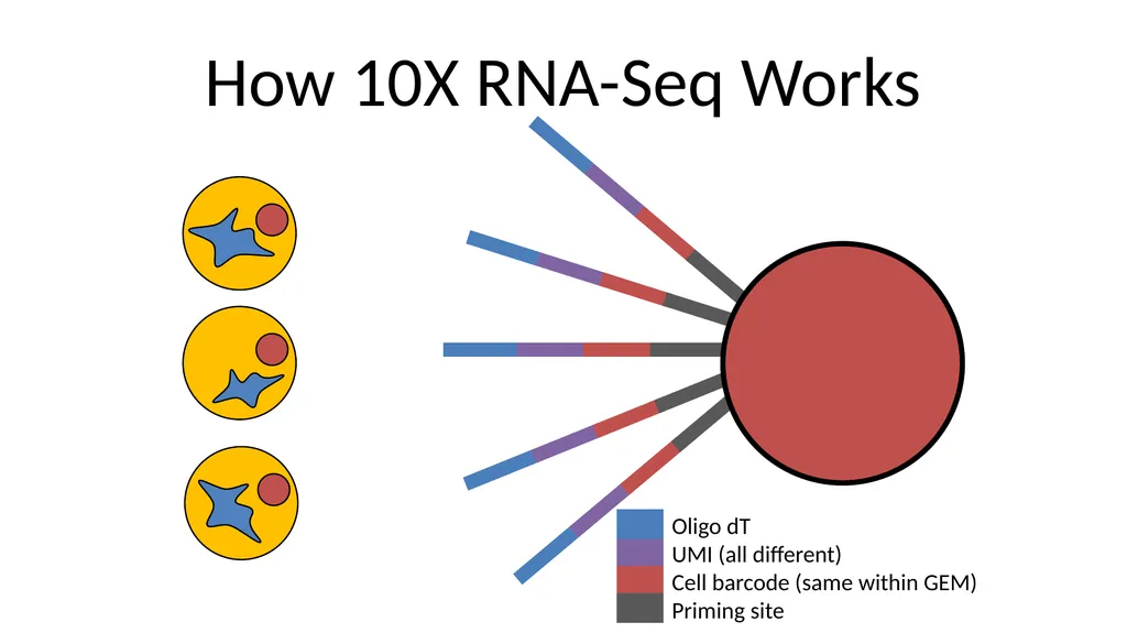 Analysing 10X Single Cell RNA-Seq Data v2026-02 - slide 4 of 33