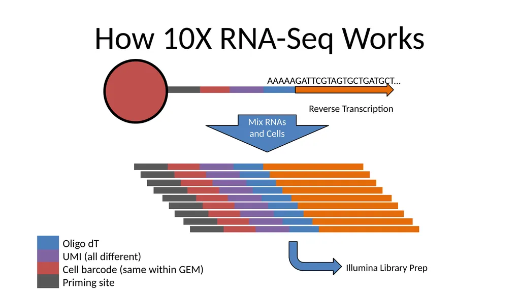 Analysing 10X Single Cell RNA-Seq Data v2026-02 - slide 5 of 33