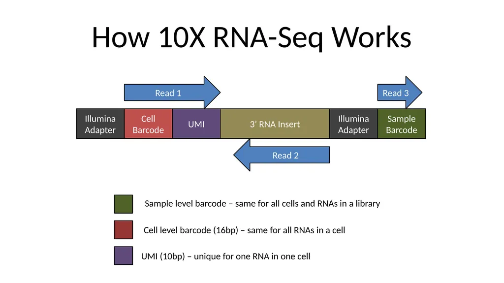 Analysing 10X Single Cell RNA-Seq Data v2026-02 - slide 6 of 33