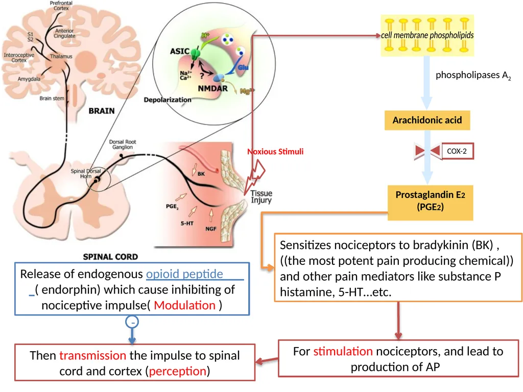 Pain Lab #3 Analgesic From PNS to CNS From CNS - slide 5 of 23