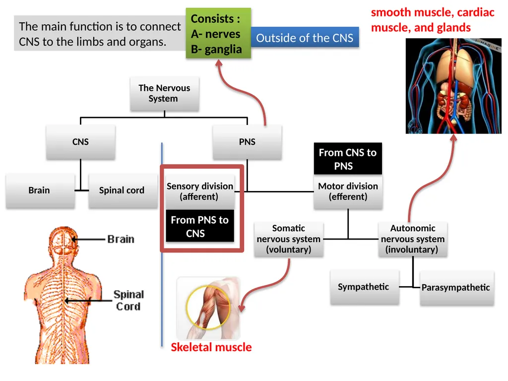 Pain Lab #3 Analgesic From PNS to CNS From CNS - slide 2 of 23
