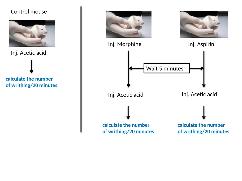 Pain Lab #3 Analgesic From PNS to CNS From CNS - slide 17 of 23