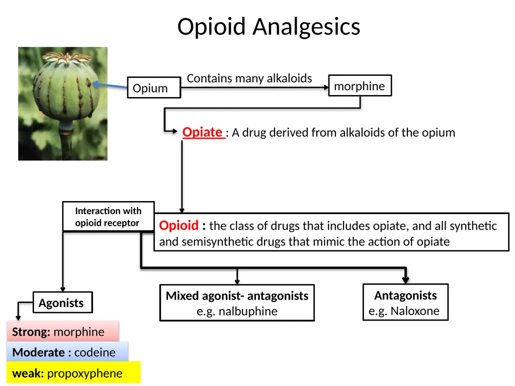 Pain Lab #3 Analgesic From PNS to CNS From CNS - slide 8 of 23