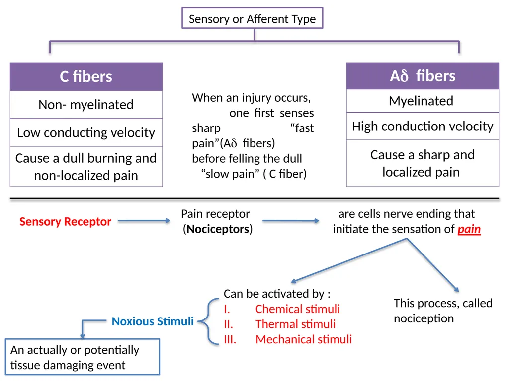 Pain Lab #3 Analgesic From PNS to CNS From CNS - slide 4 of 23