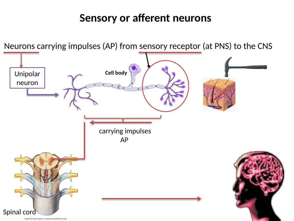 Pain Lab #3 Analgesic From PNS to CNS From CNS - slide 3 of 23