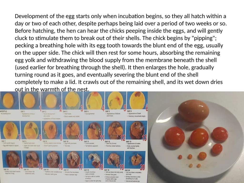 mature Hen & rooster egg grows inside a hen Egg - slide 6 of 6