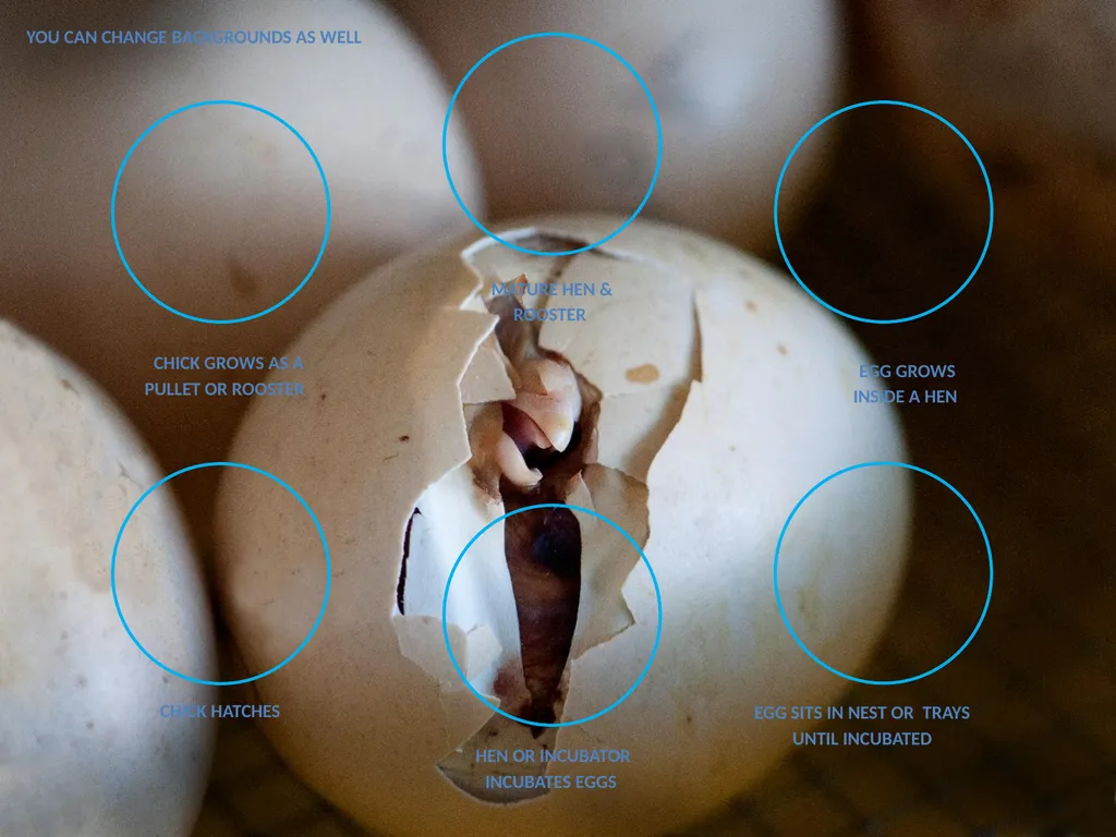 mature Hen & rooster egg grows inside a hen Egg - slide 4 of 6