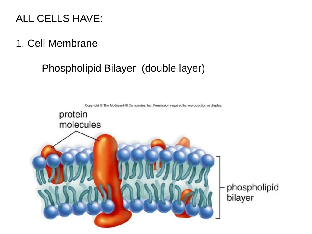 Chapter 4 - Cell Structure and Function The - slide 8 of 15