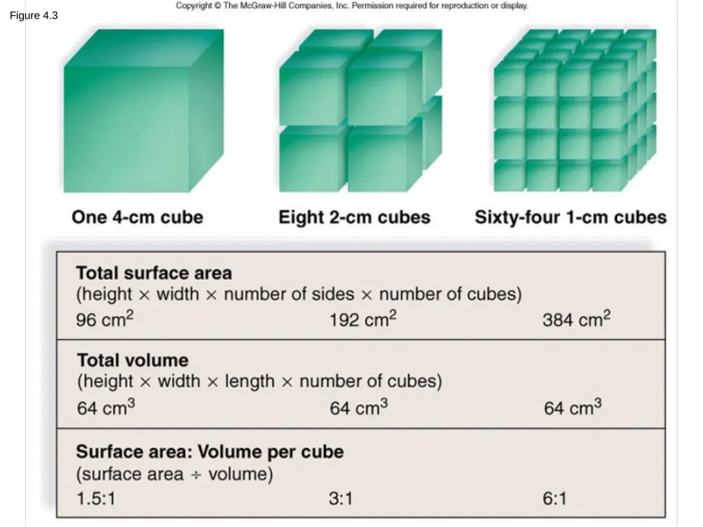 Chapter 4 - Cell Structure and Function The - slide 6 of 15