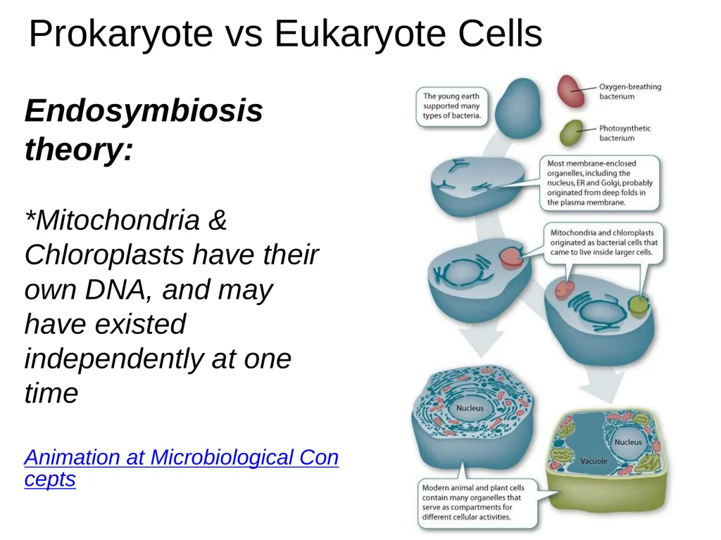 Chapter 4 - Cell Structure and Function The - slide 10 of 15