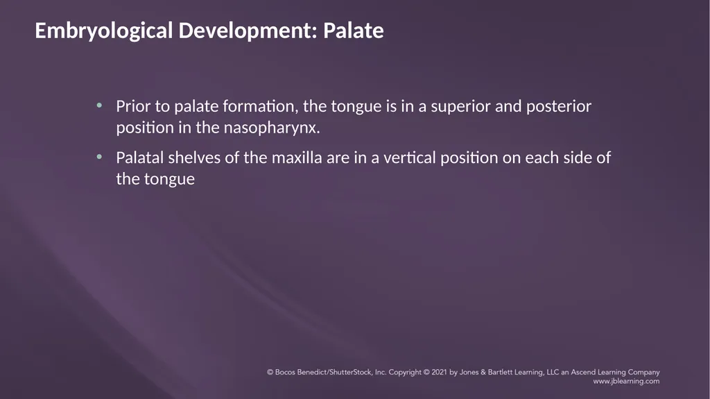 Chapter 3: Clefts of the Lip and Palate Chapter 3: - slide 7 of 64