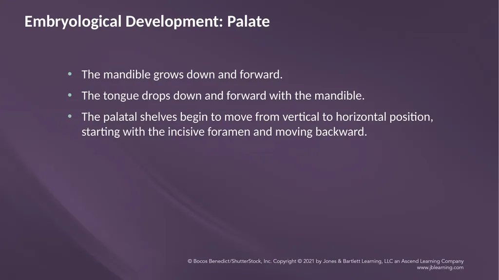 Chapter 3: Clefts of the Lip and Palate Chapter 3: - slide 8 of 64