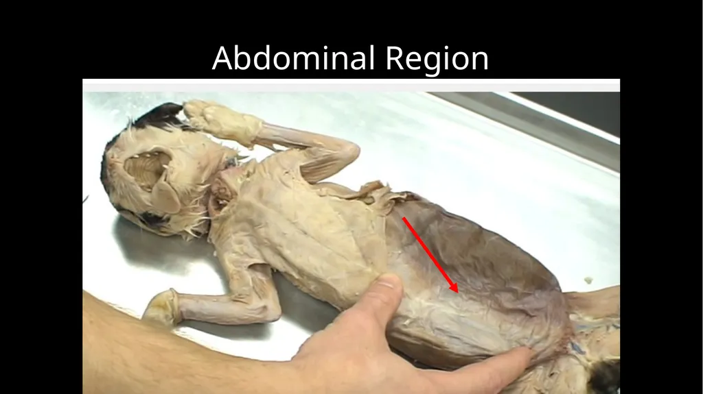 External Structures Dorsal Region (Back) Ventral - slide 5 of 16