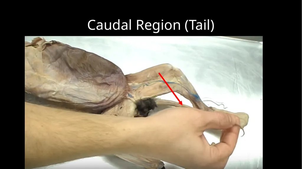 External Structures Dorsal Region (Back) Ventral - slide 7 of 16