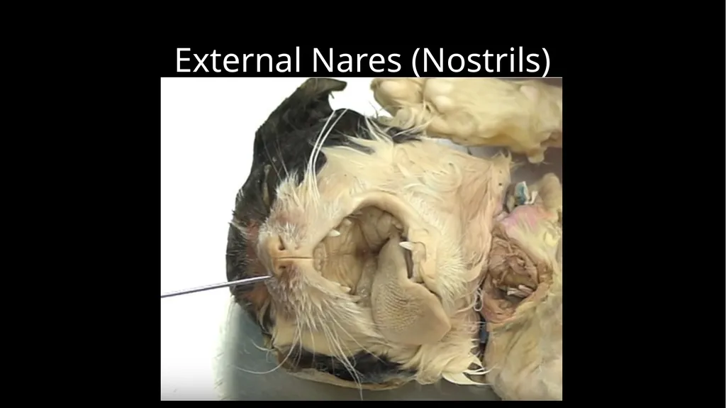 External Structures Dorsal Region (Back) Ventral - slide 13 of 16
