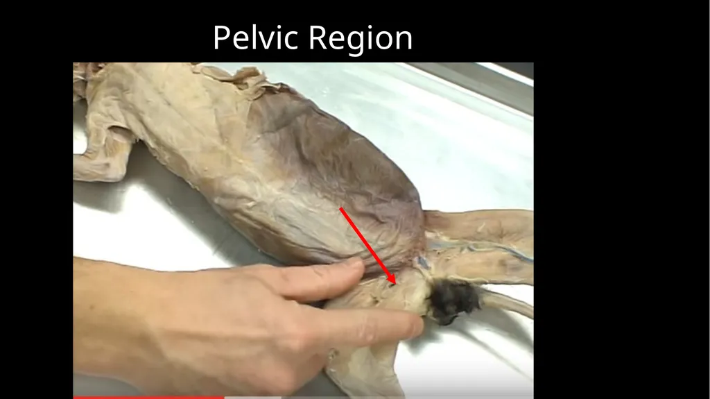 External Structures Dorsal Region (Back) Ventral - slide 6 of 16