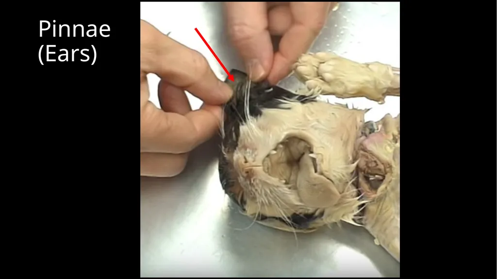 External Structures Dorsal Region (Back) Ventral - slide 8 of 16