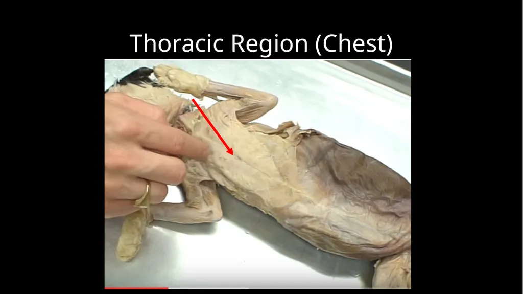 External Structures Dorsal Region (Back) Ventral - slide 4 of 16