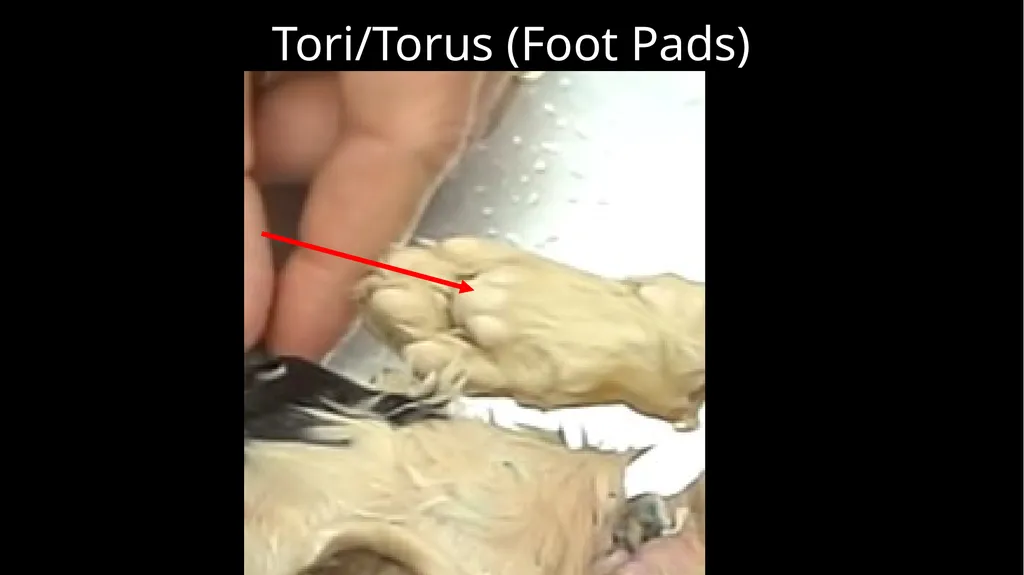 External Structures Dorsal Region (Back) Ventral - slide 15 of 16