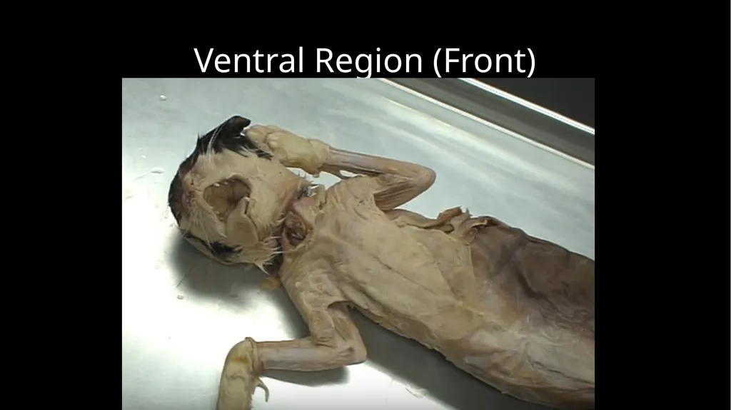 External Structures Dorsal Region (Back) Ventral - slide 3 of 16