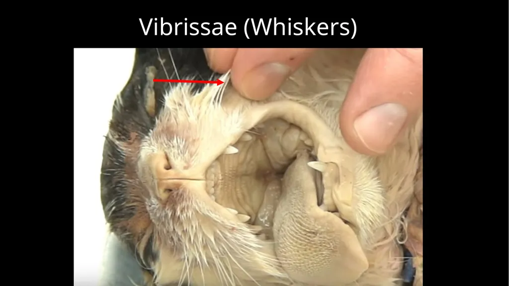 External Structures Dorsal Region (Back) Ventral - slide 9 of 16