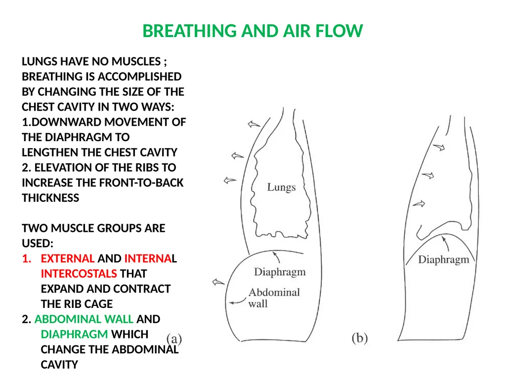 1. SPEECH PRODUCTION MUSIC 318 MINI-COURSE ON - slide 4 of 21