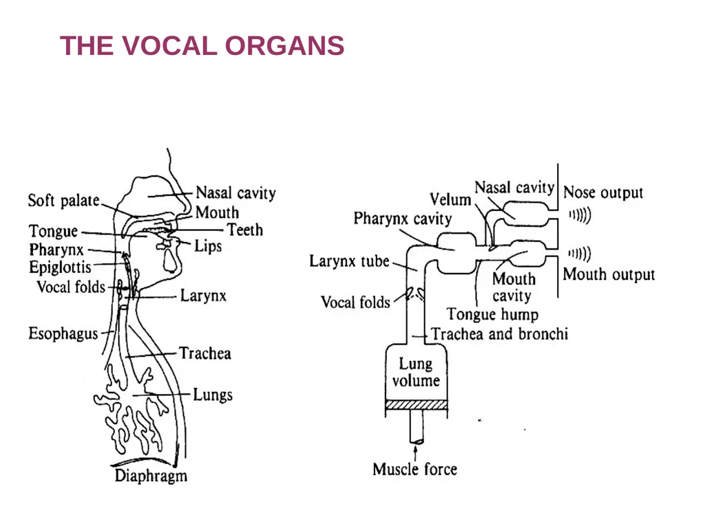 1. SPEECH PRODUCTION MUSIC 318 MINI-COURSE ON - slide 2 of 21