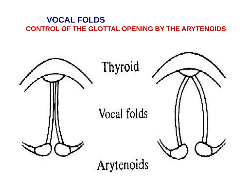 1. SPEECH PRODUCTION MUSIC 318 MINI-COURSE ON - slide 10 of 21