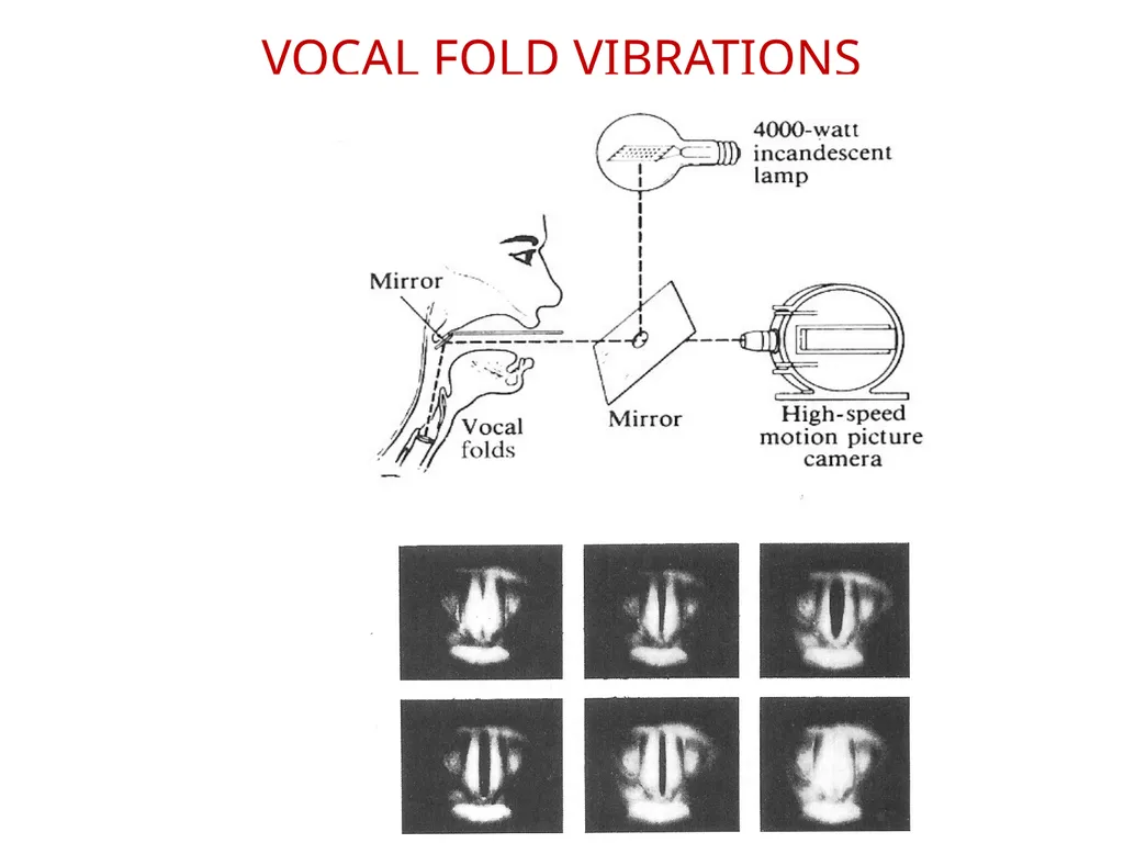 1. SPEECH PRODUCTION MUSIC 318 MINI-COURSE ON - slide 11 of 21