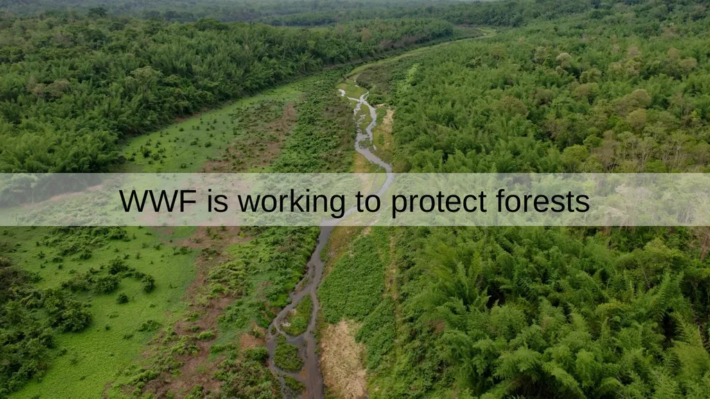 Forests People depend on forests. Forests remove - slide 8 of 17