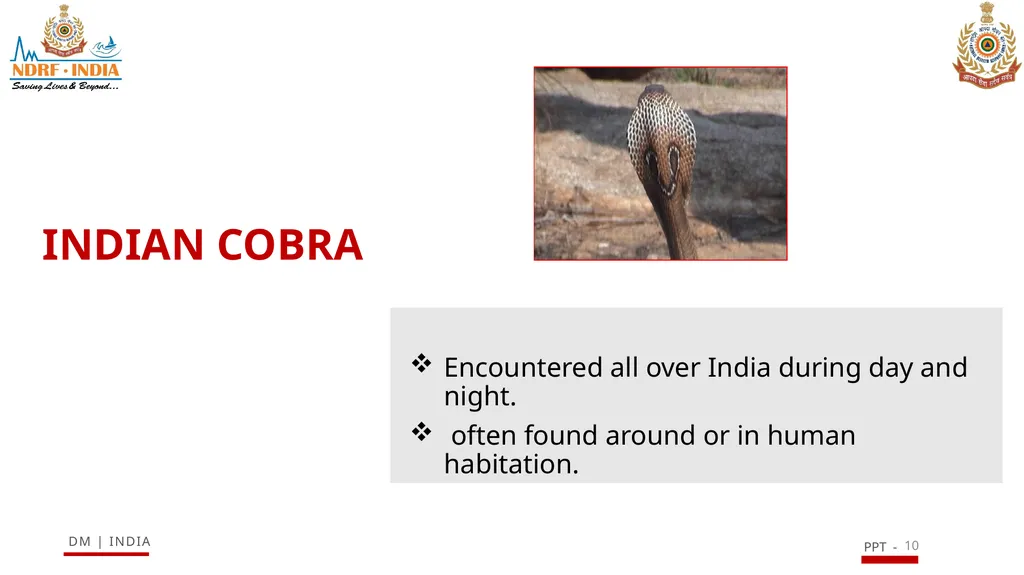 SNAKE BITE & ENVIRONMENTAL EMERGENCIES 1 Presented - slide 10 of 48