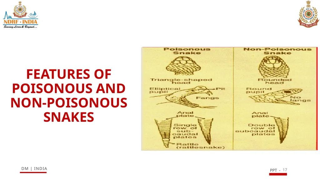 SNAKE BITE & ENVIRONMENTAL EMERGENCIES 1 Presented - slide 17 of 48