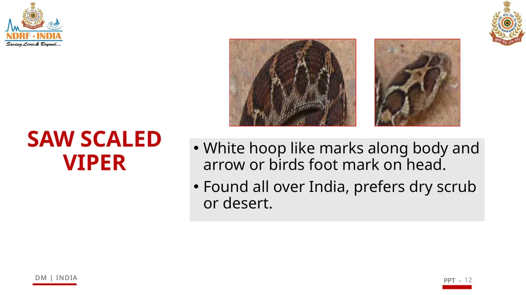 SNAKE BITE & ENVIRONMENTAL EMERGENCIES 1 Presented - slide 12 of 48