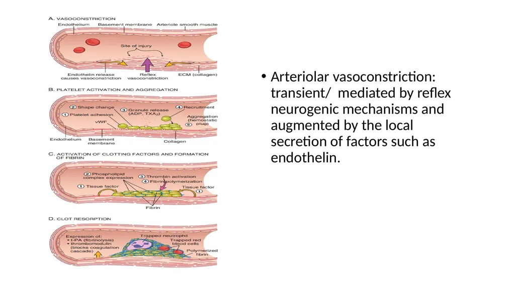 Introduction To Pathology Dr. Raya D. Marji, M.D. - slide 9 of 46