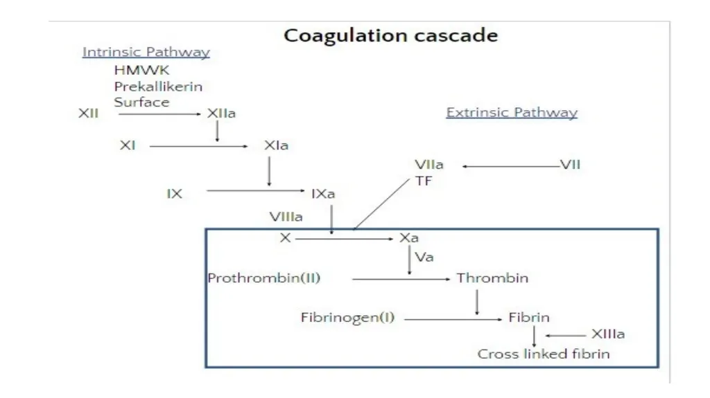 Introduction To Pathology Dr. Raya D. Marji, M.D. - slide 19 of 46