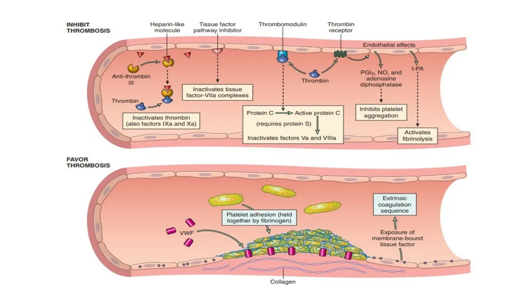 Introduction To Pathology Dr. Raya D. Marji, M.D. - slide 22 of 46