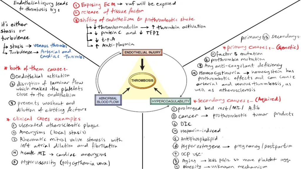 Introduction To Pathology Dr. Raya D. Marji, M.D. - slide 26 of 46