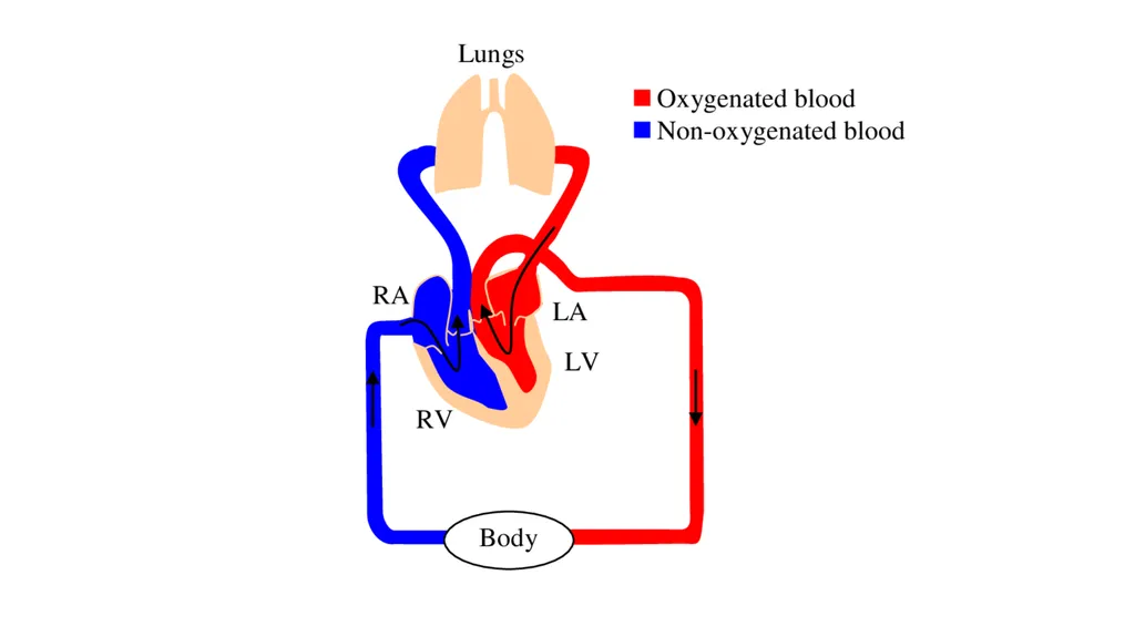 Introduction To Pathology Dr. Raya D. Marji, M.D. - slide 37 of 46