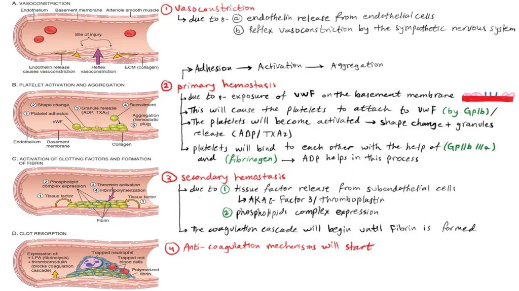 Introduction To Pathology Dr. Raya D. Marji, M.D. - slide 4 of 46