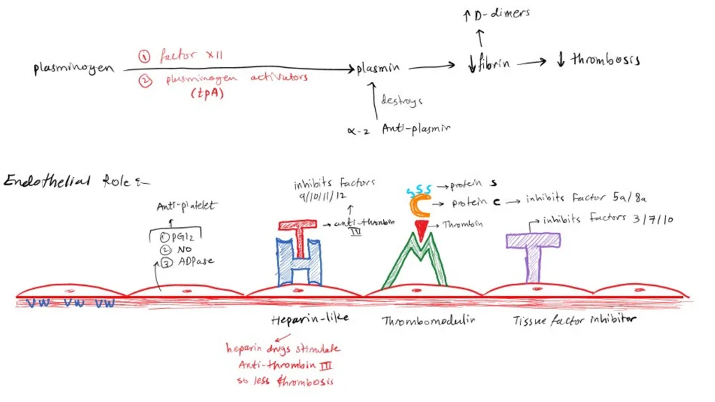 Introduction To Pathology Dr. Raya D. Marji, M.D. - slide 6 of 46