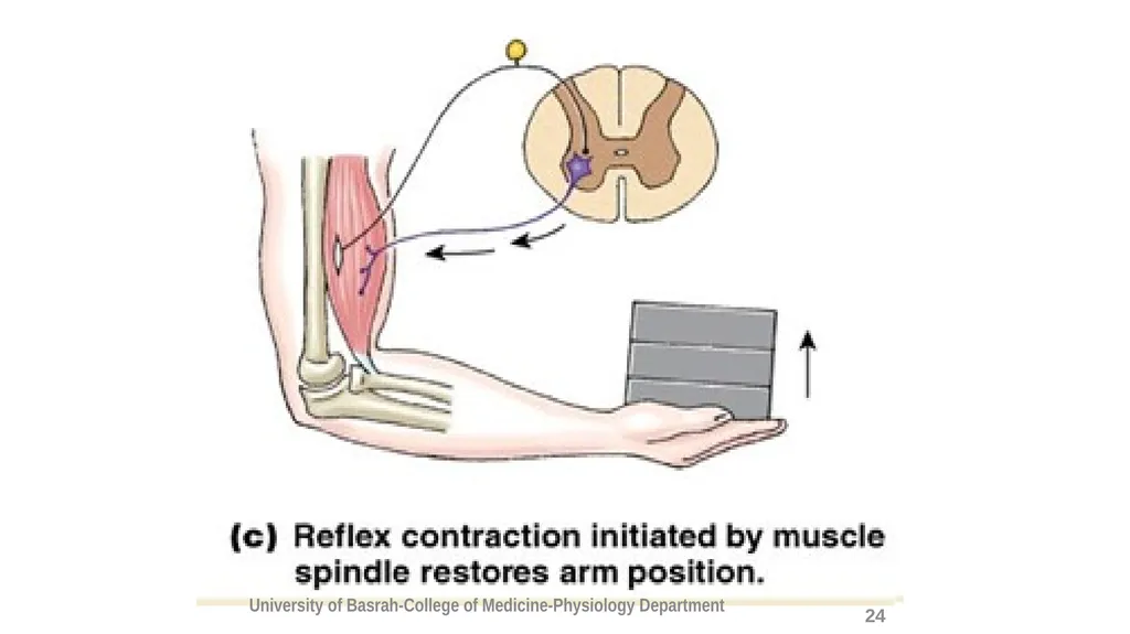 Spinal cord reflexes Lecture1 and 2 Mustafa - slide 25 of 53