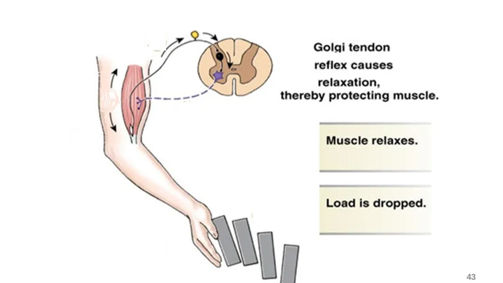 Spinal cord reflexes Lecture1 and 2 Mustafa - slide 44 of 53