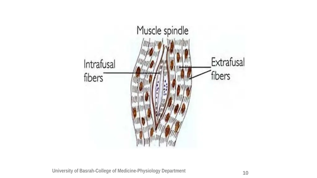 Spinal cord reflexes Lecture1 and 2 Mustafa - slide 12 of 53