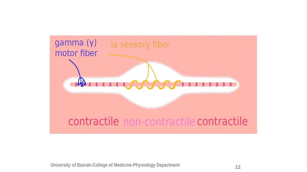 Spinal cord reflexes Lecture1 and 2 Mustafa - slide 15 of 53