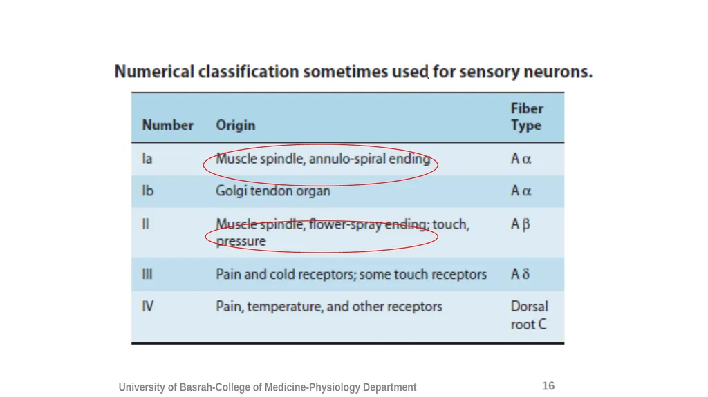 Spinal cord reflexes Lecture1 and 2 Mustafa - slide 18 of 53